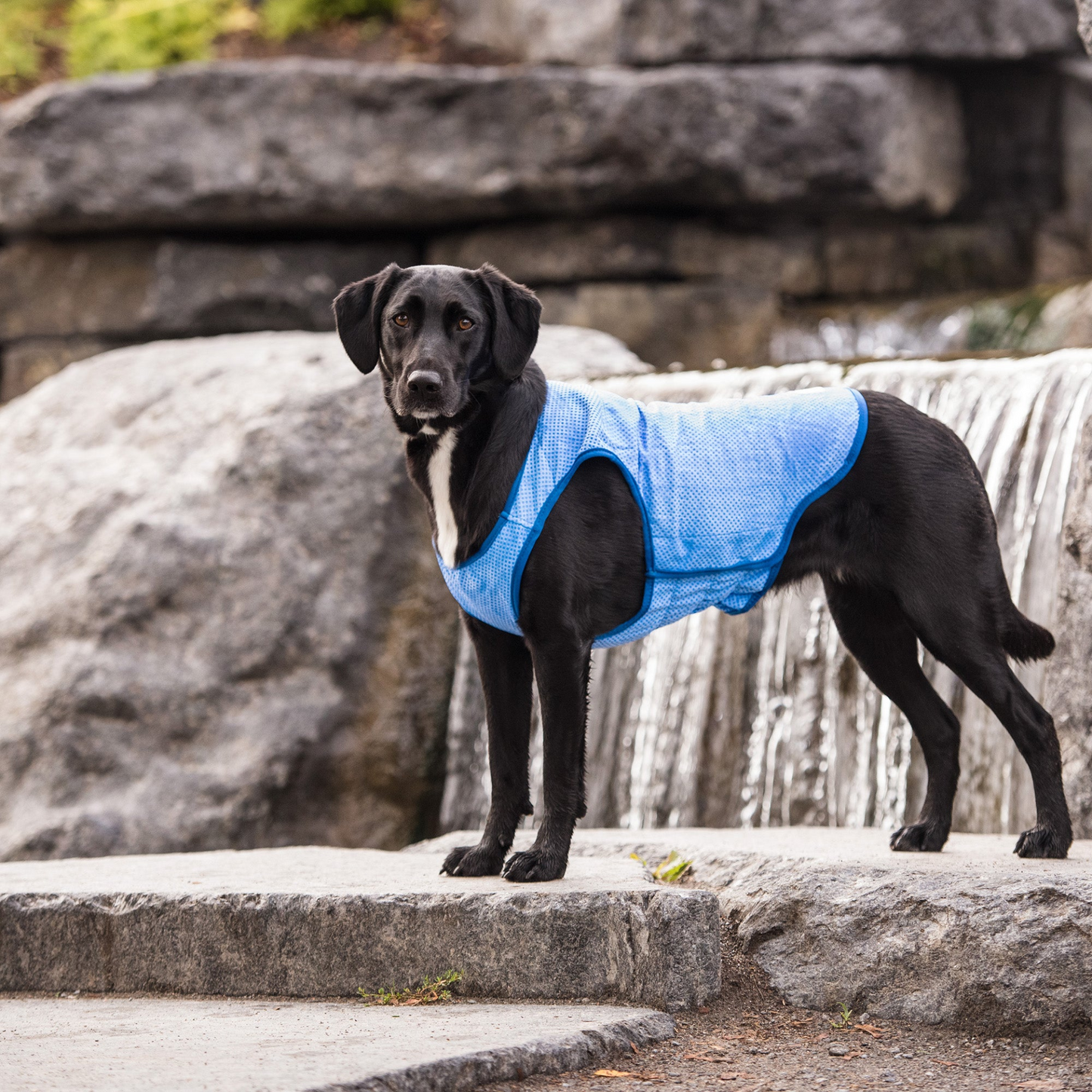 ICE BAND - Dog Cooling Vest