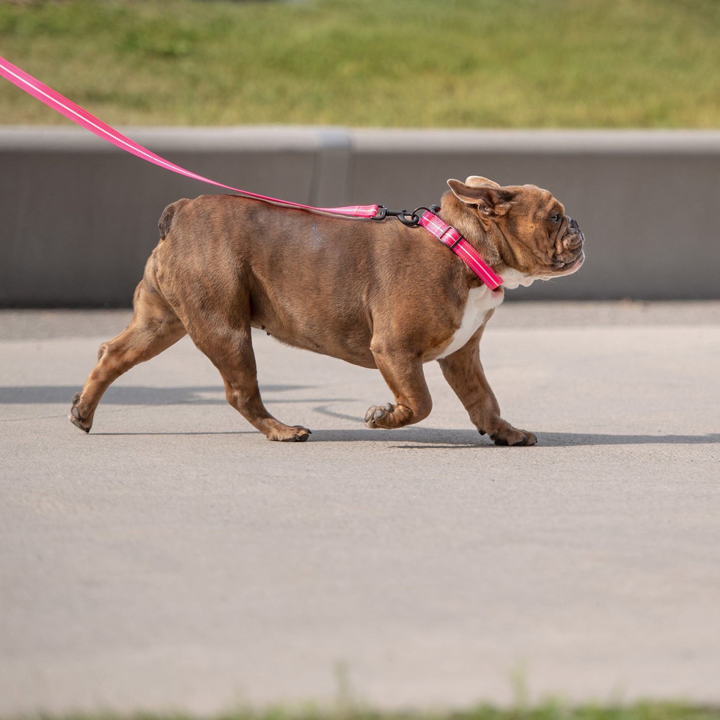 Reflective Leash - Neon Pink